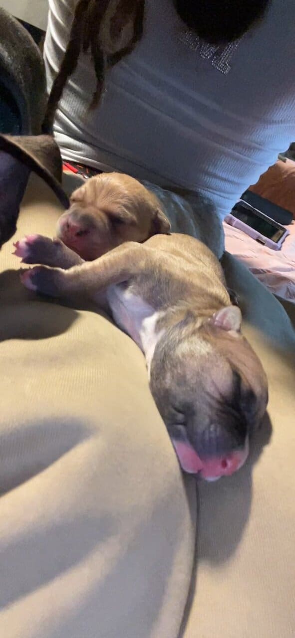 Pups / dog for sale image 3