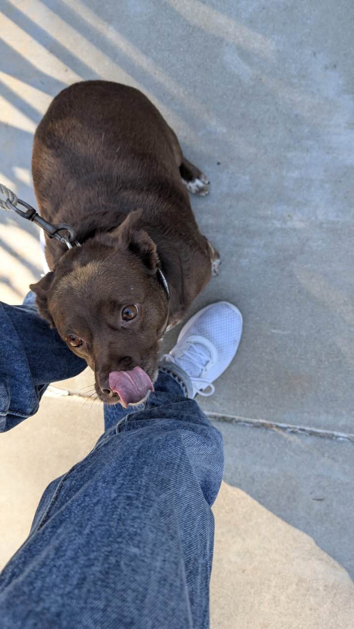 Sweet Ginger needs a forever home image 2