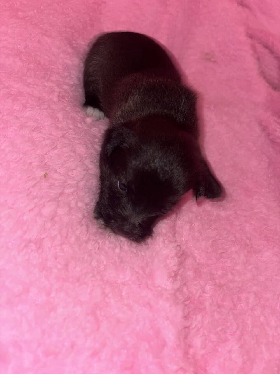 Legend patterdale terrier mix image 5