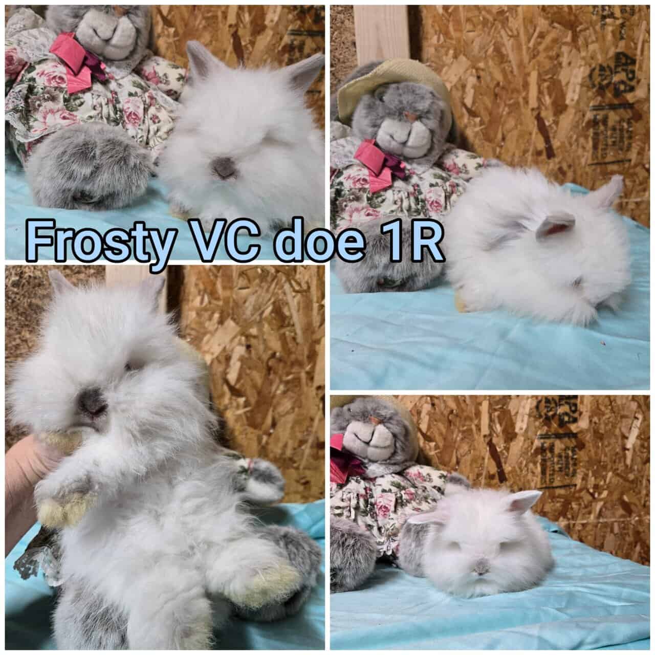 Teddywidder bunnies image 3