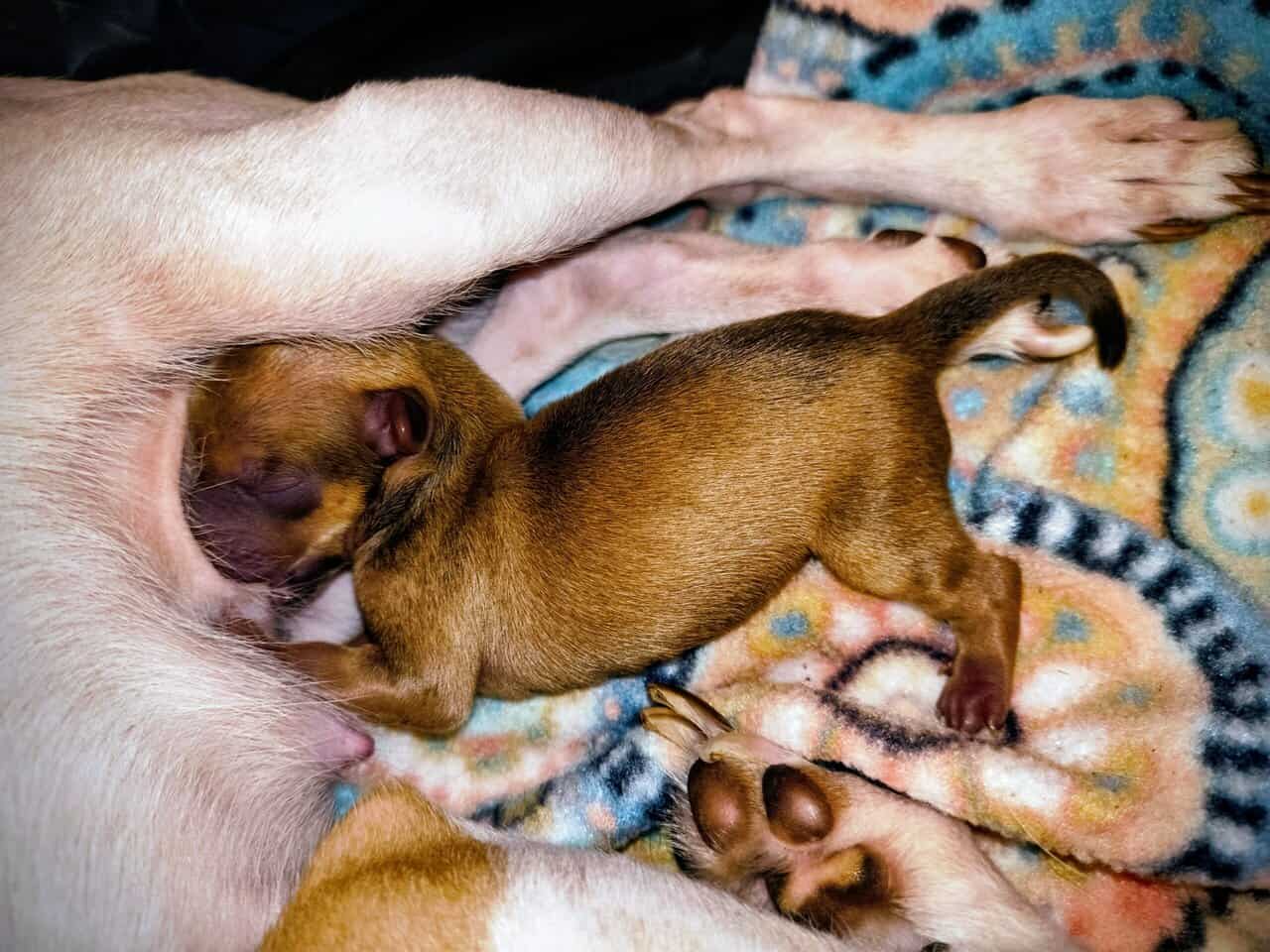 TOY Chihuahua Puppies – Ready Christmas Eve! ✨🎄 - image 4