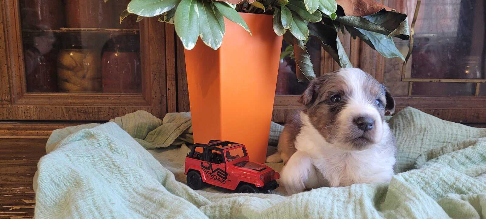 Aussie Puppies image 2