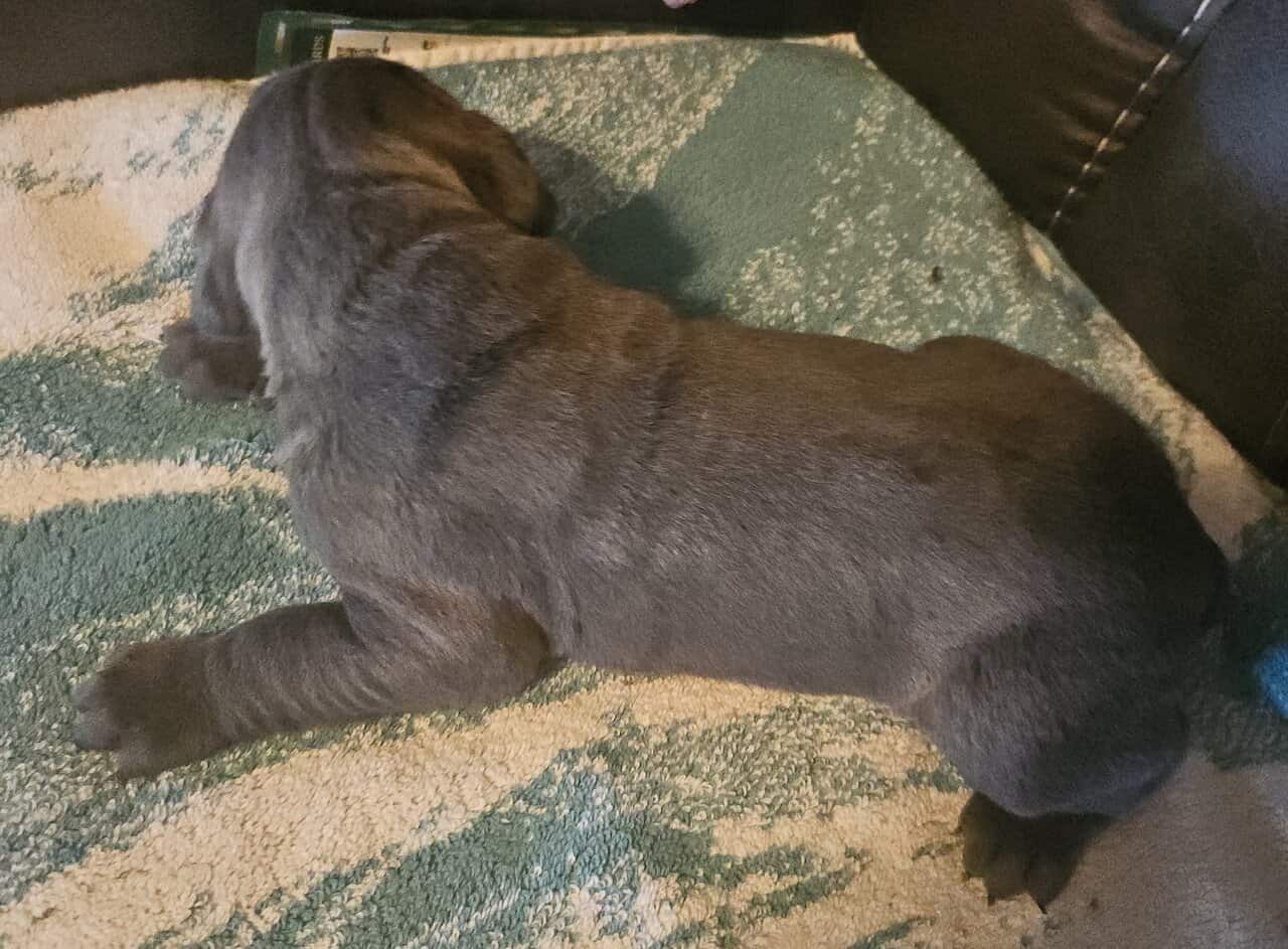 Cane Corso puppies image 4