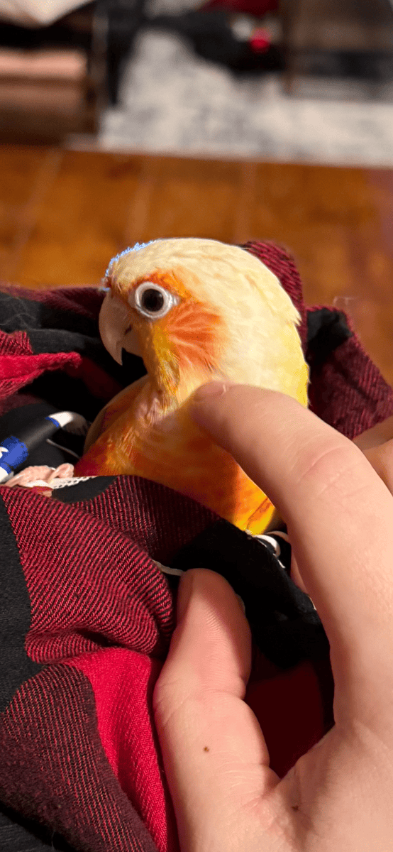 Male Suncheek Green Cheek Conure image 3