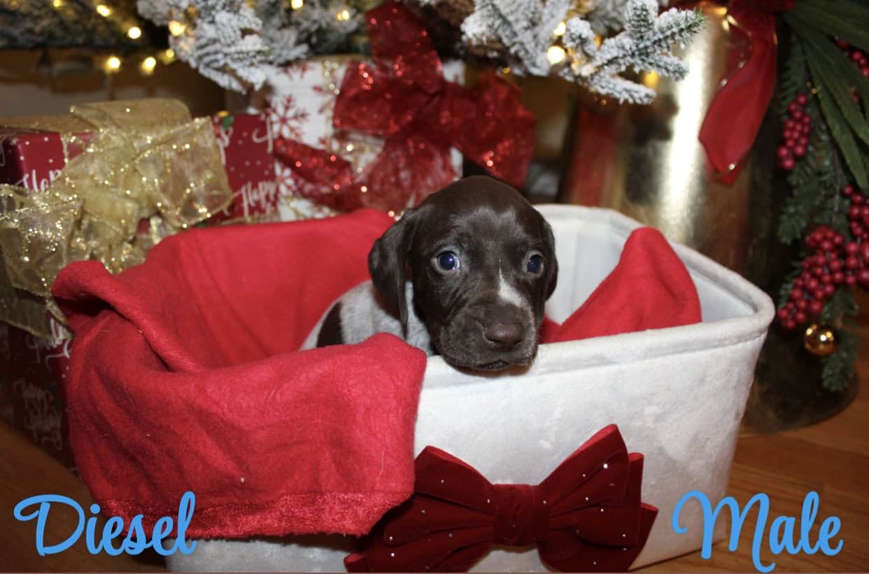 GERMAN SHORTHAIR POINTERS FOR SALE LITTER OF 10 image 10