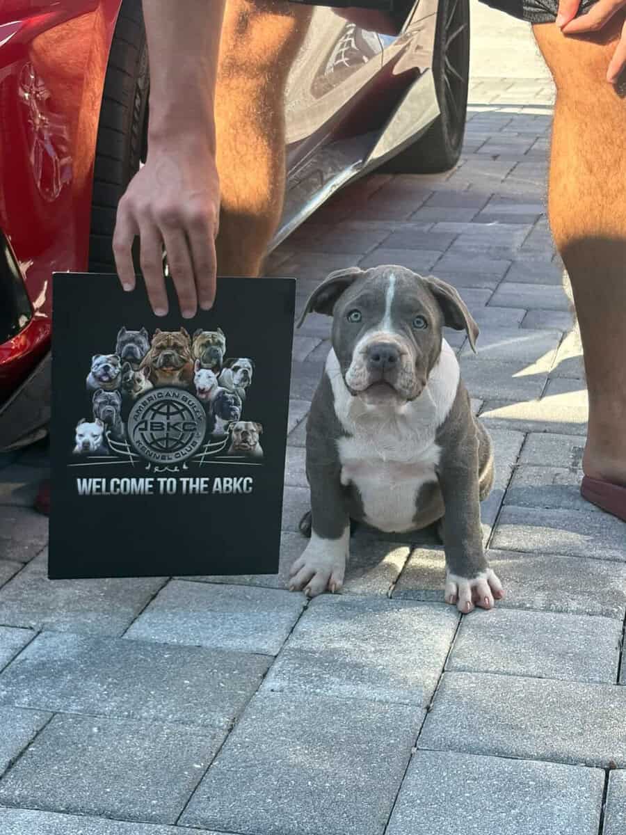 XL Bully Puppy For Sale Available in Miami image 2