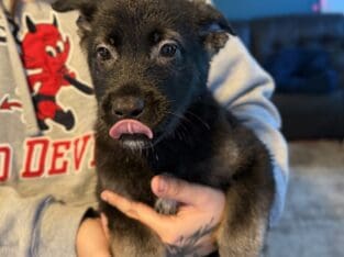 German Shepherd / Akita Pups