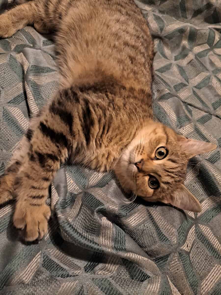LAST KITTEN image 2