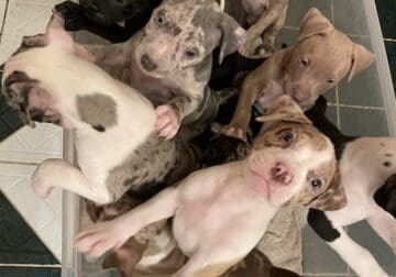 ABA Merle American Pitbull Puppies