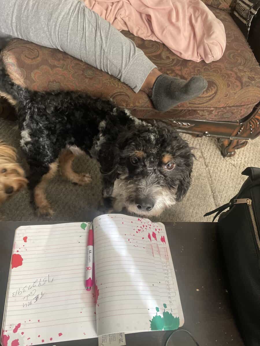 Aussie doodle pup image 1