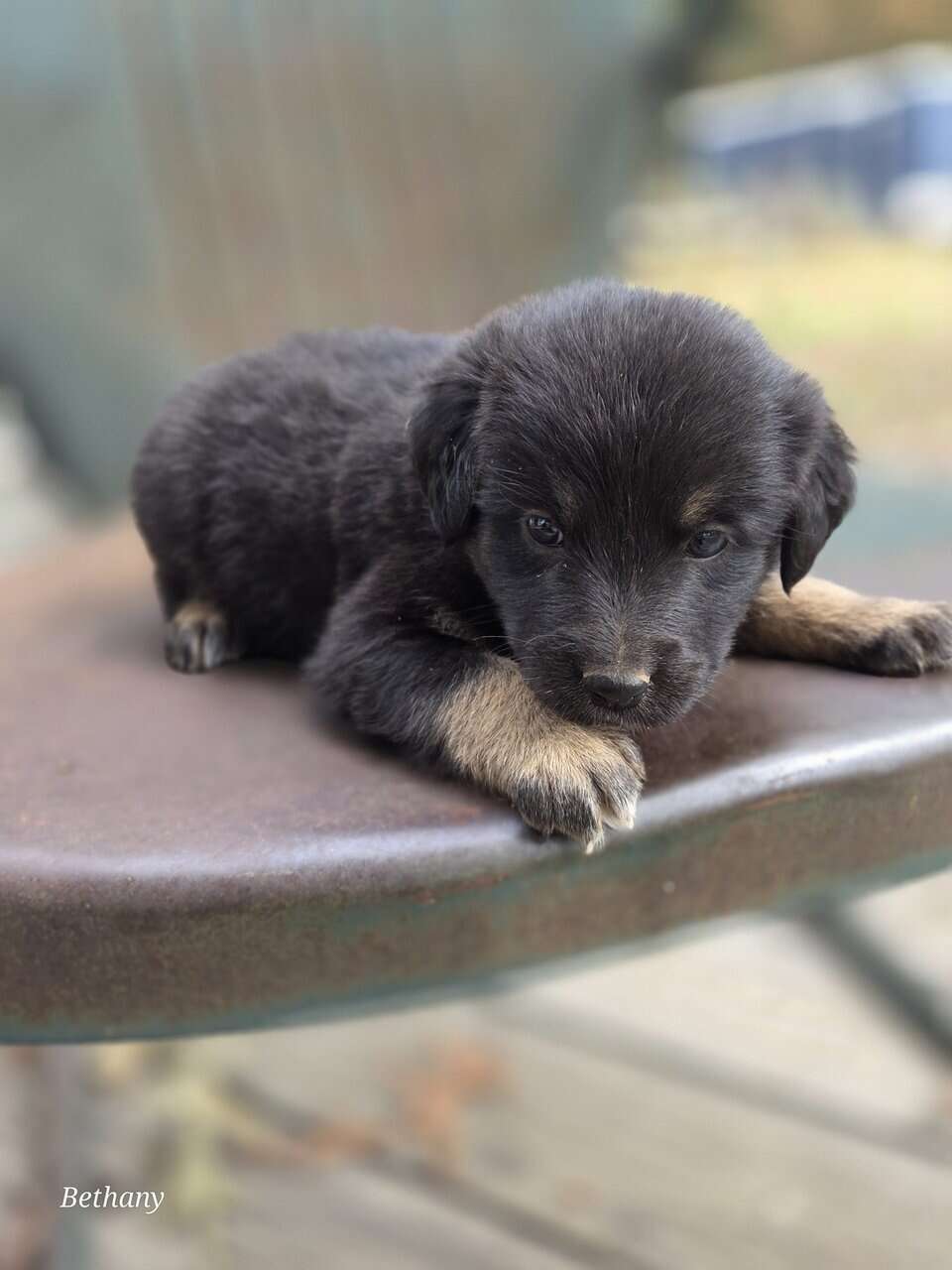 German Shepherd/Aussie X image 3
