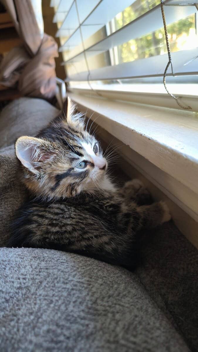 Rehoming 5-6 week old kitten image 1