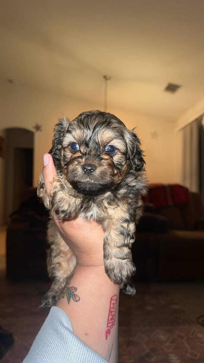 Toy poodle/ shih tzu image 4