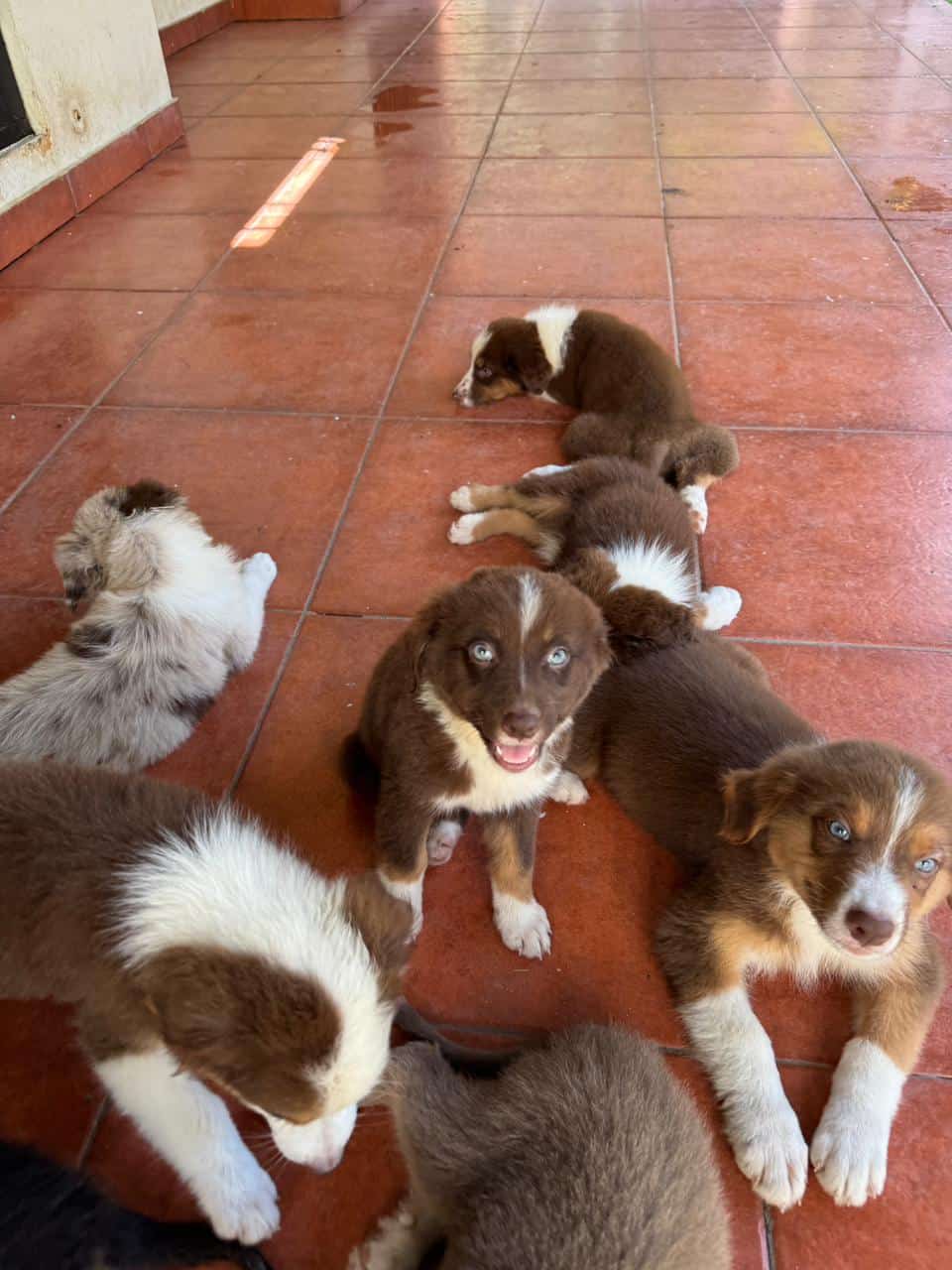 Australian Shepherd image 4