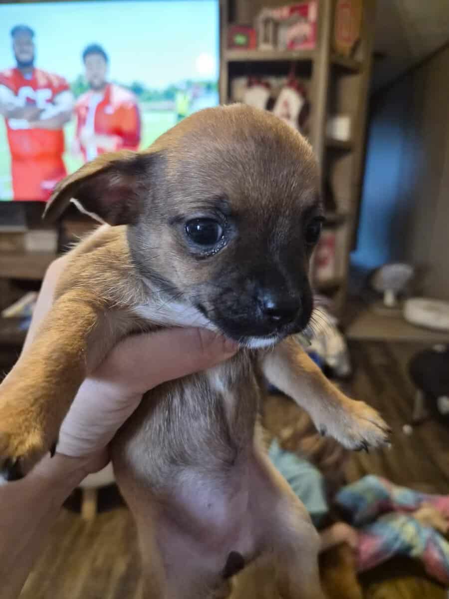 Chihuahua puppies image 1
