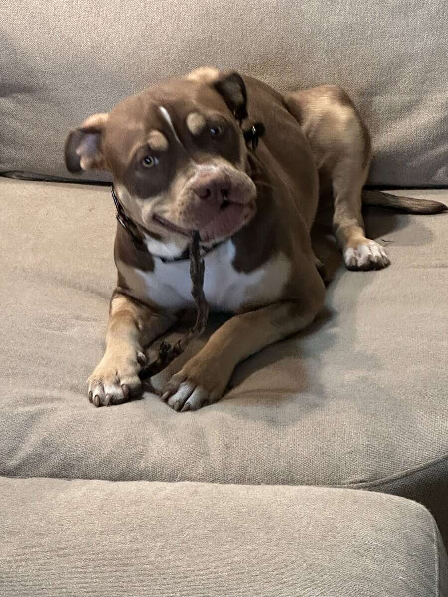 XL Bully needs to be rehomed image 2
