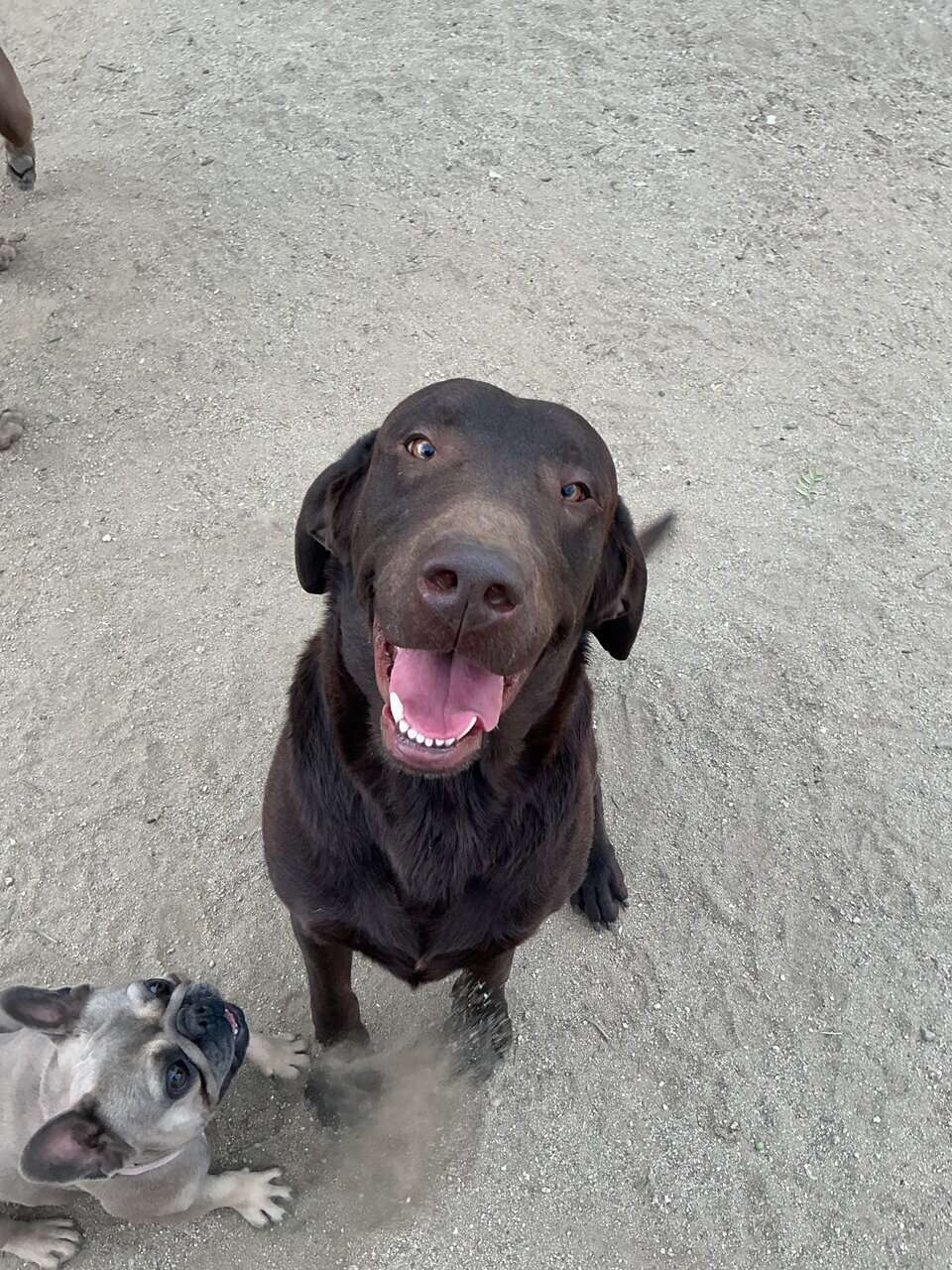 American Labrador Retriever image 14