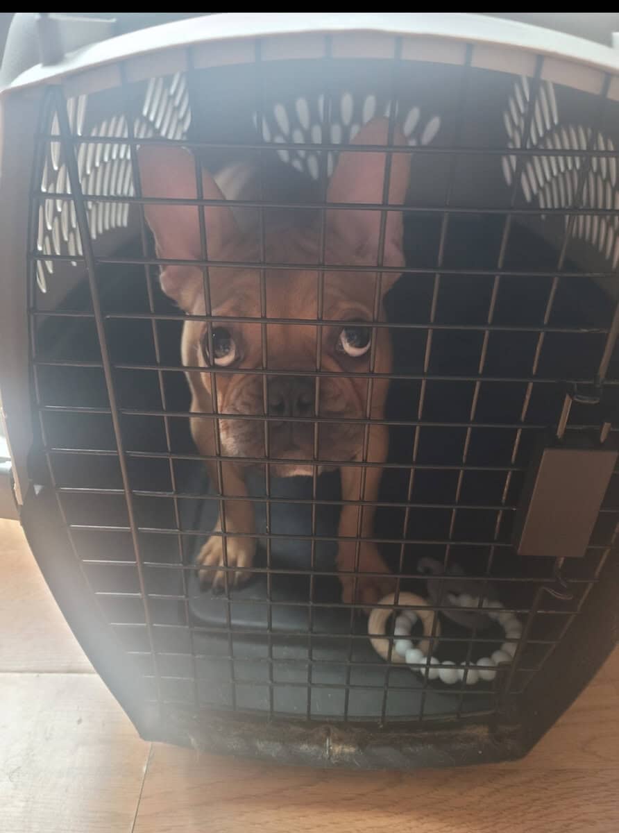 Mini Frenchie image 1