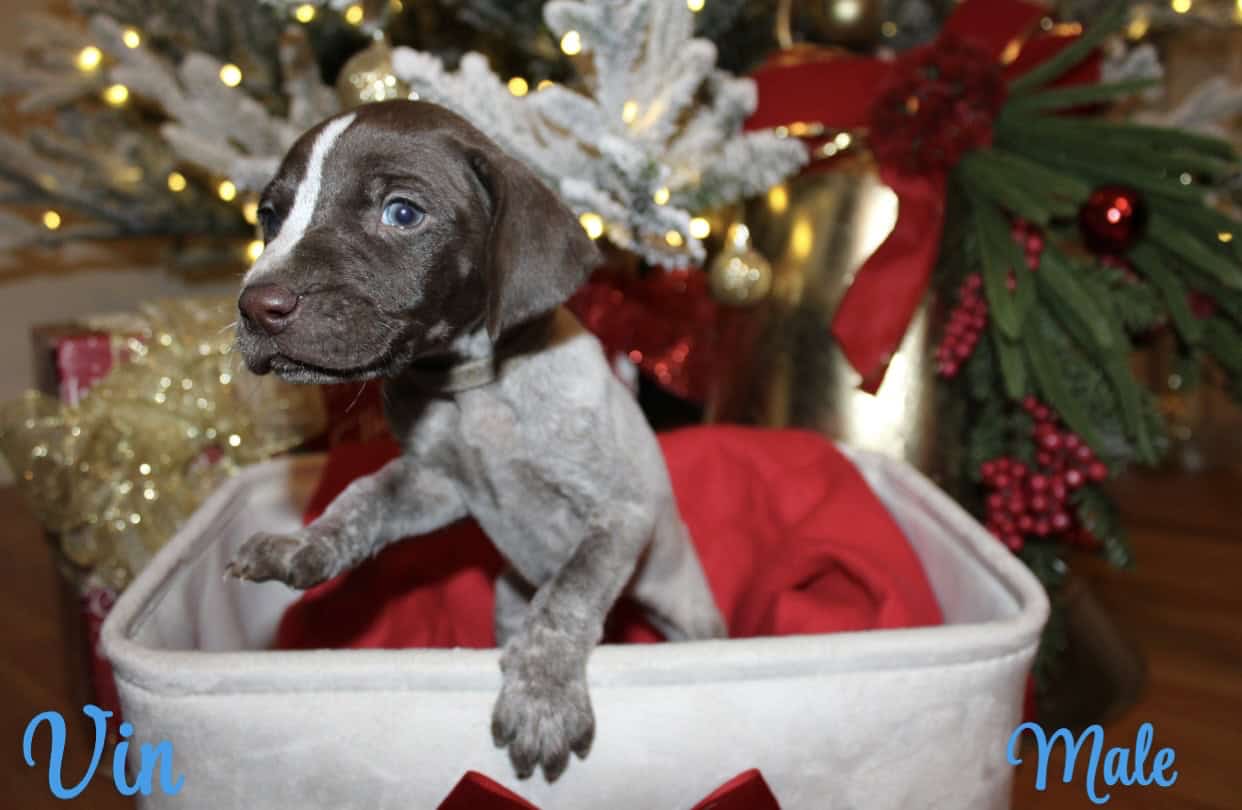 GERMAN SHORTHAIR POINTERS FOR SALE LITTER OF 10 image 2