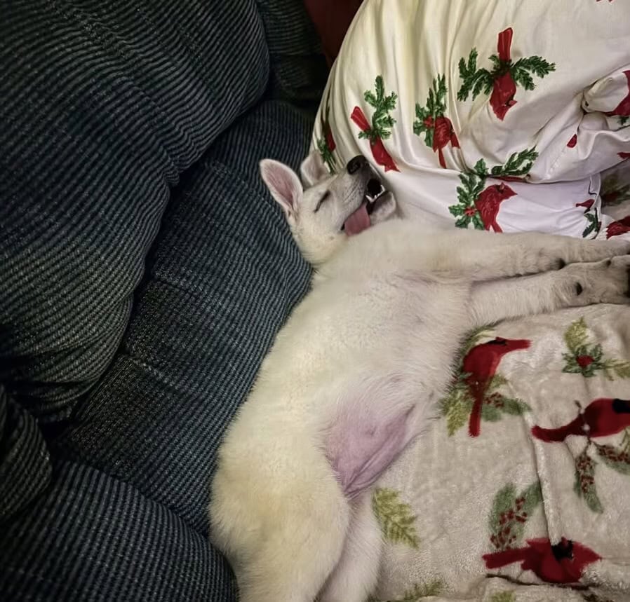 Female white German Shepherd image 1