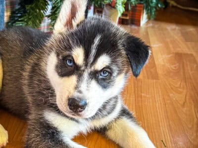 Purebred male Husky