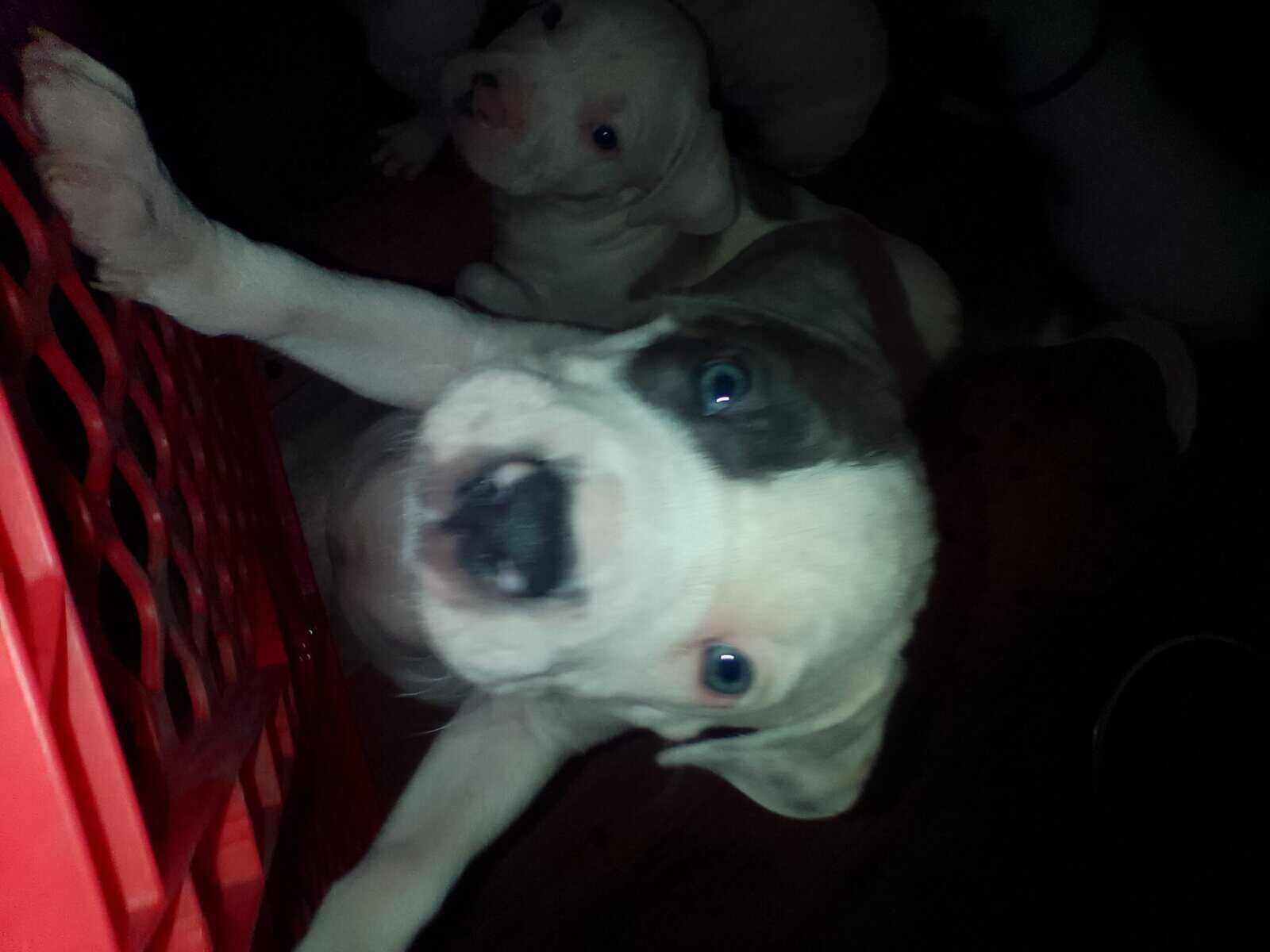 Pitbull Puppies Blue-nose/ Red- nose image 1