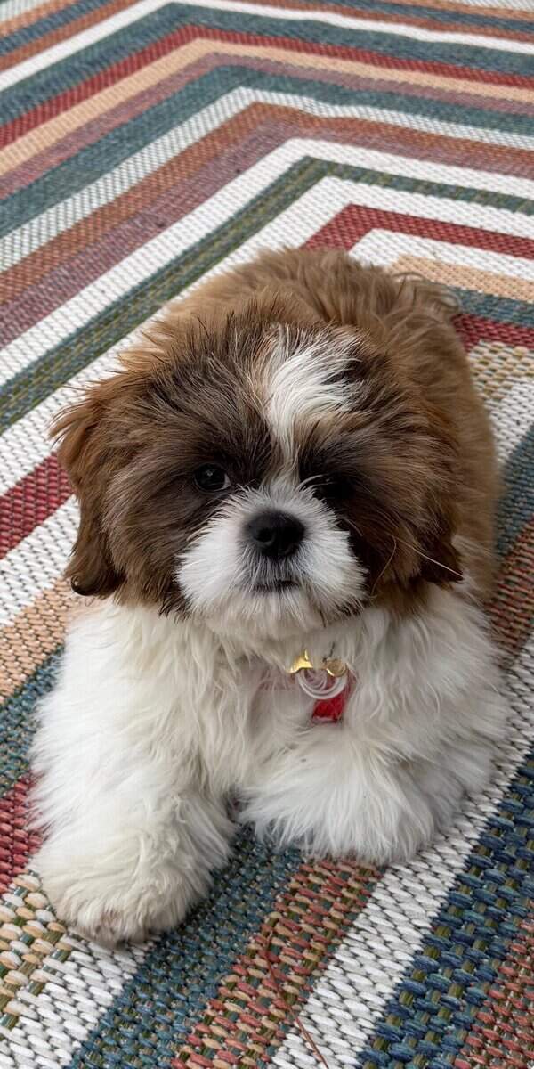 Shih Tzu for sale image 5