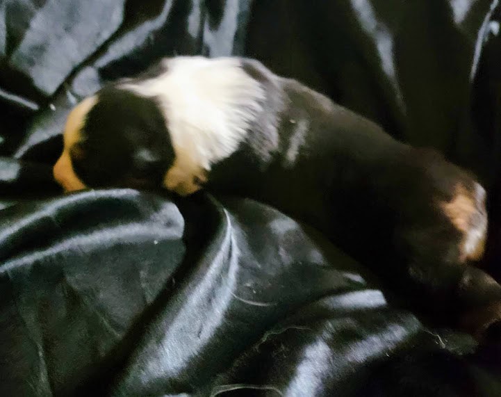 ***** Christmas Puppies ***** image 6