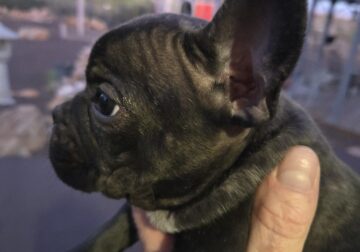 Frenchie Pups available for rehoming