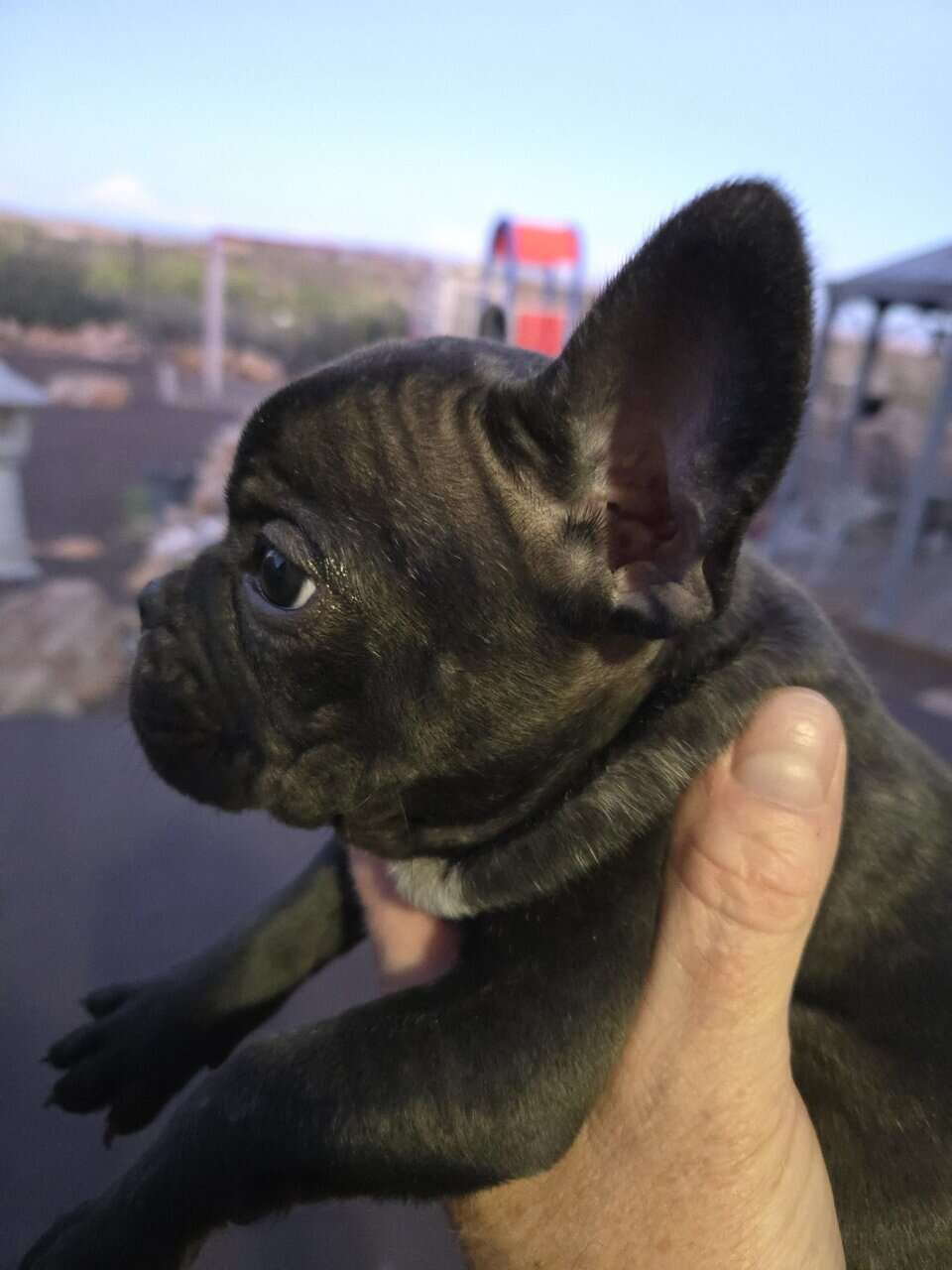 Frenchie Pups available for rehoming image 1