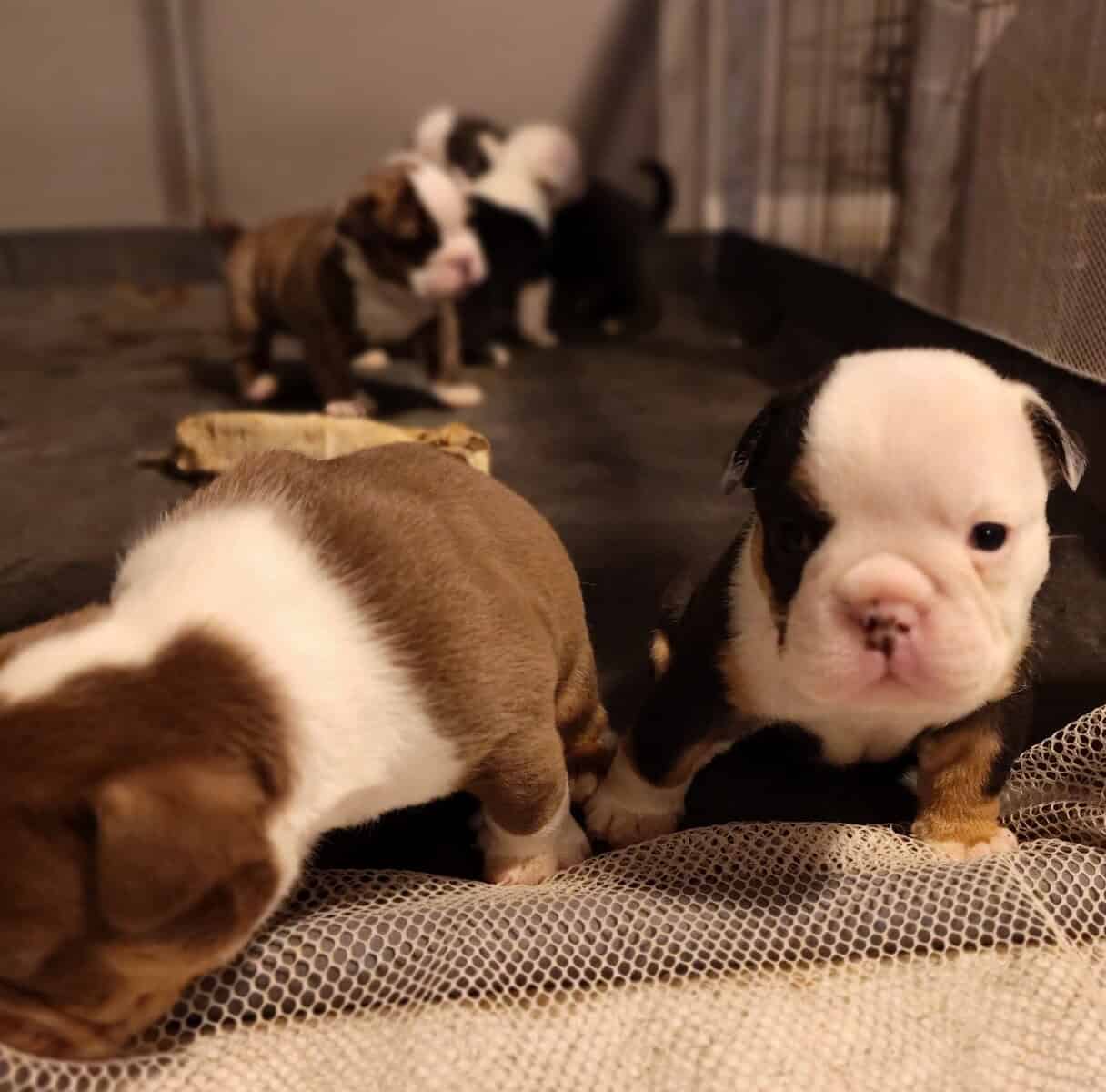 Christmas Puppies image 18