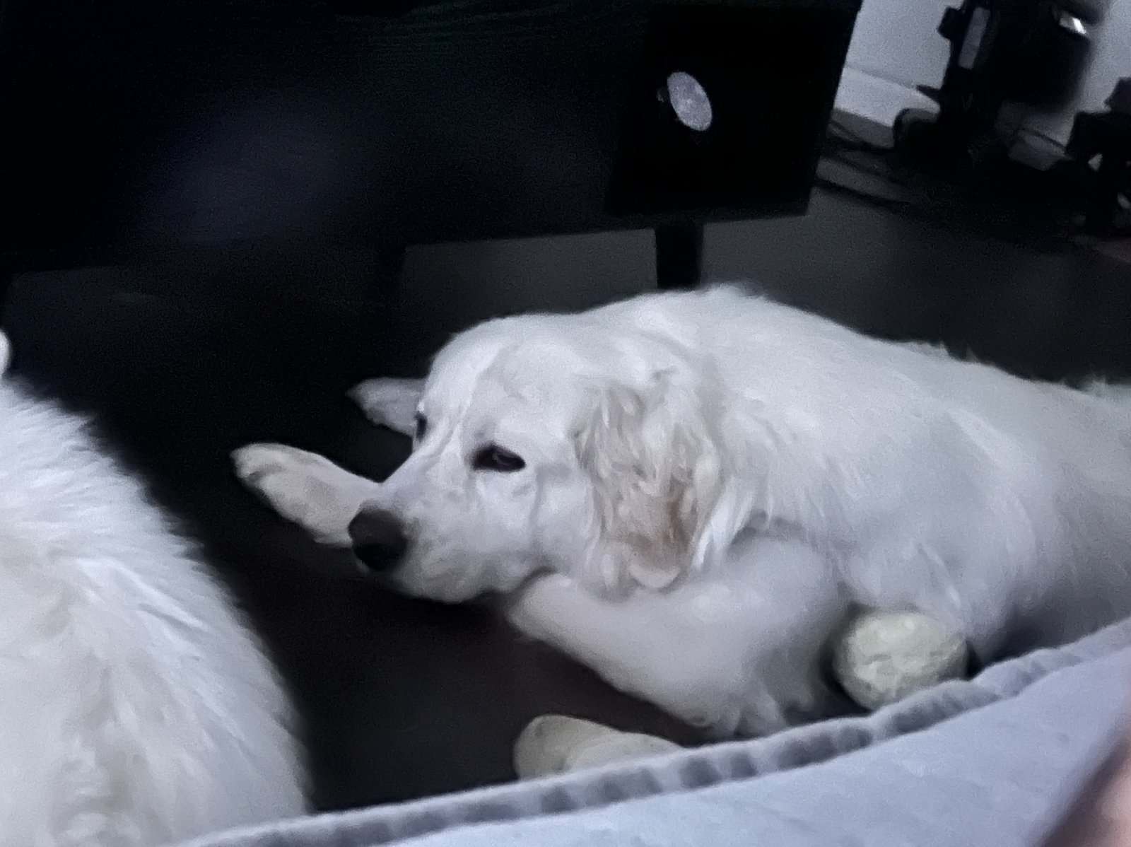 Pyrenees for Adoption! image 3