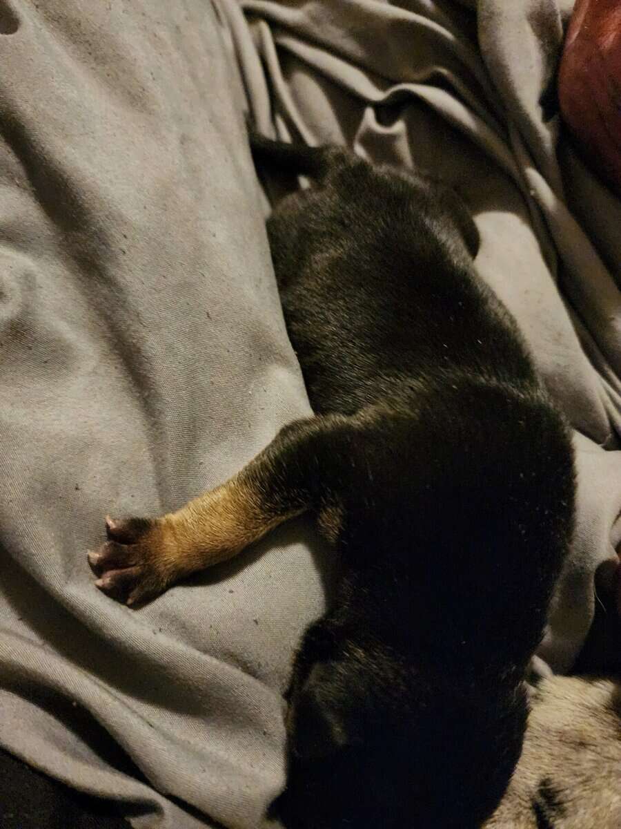 Pit bull puppies image 1