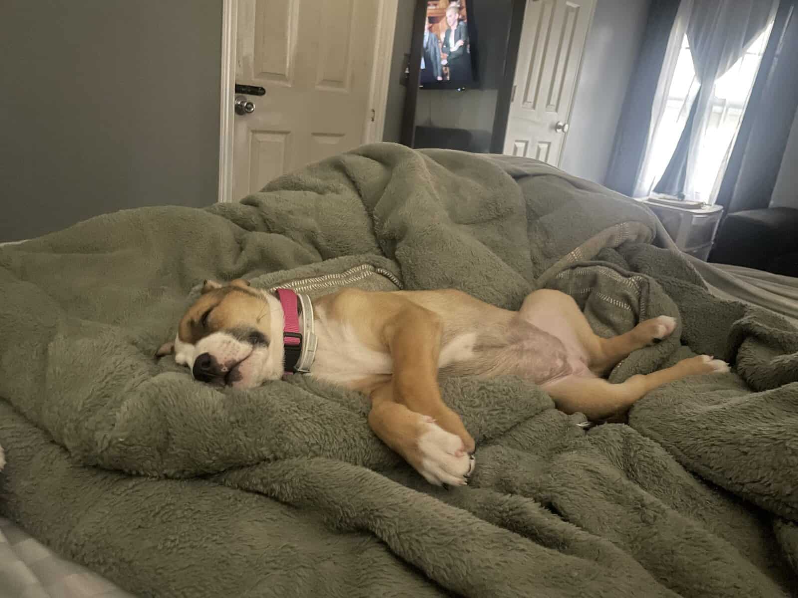Daisy Mae needs a forever home! image 2
