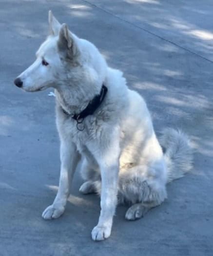 White Husky family dog needs new home image 2