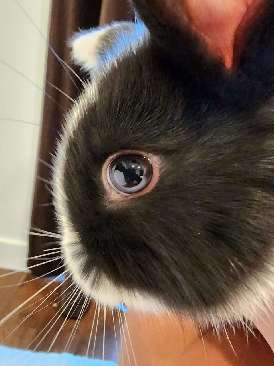 Female bunny Cookie image 1