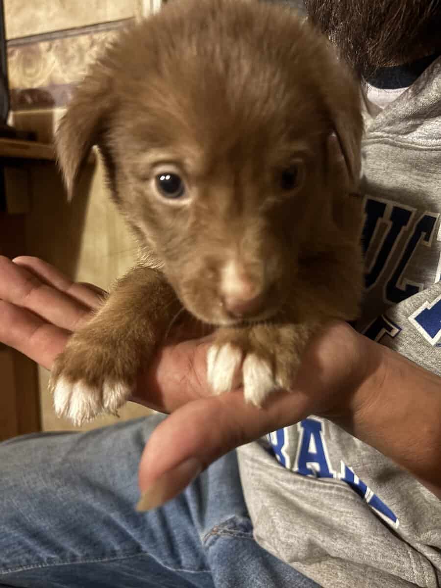6 shepherd mix and 6 Weimaraner mix pups image 2