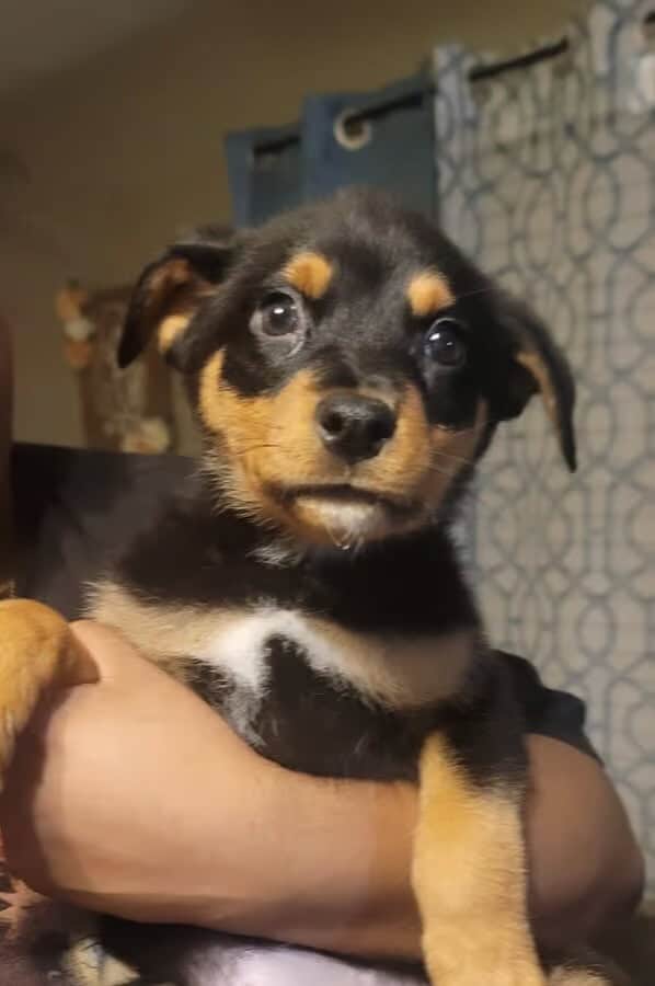 Puppies For Sale image 1