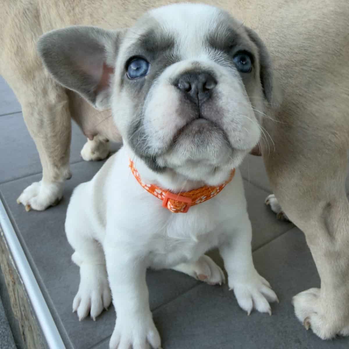 Frenchies ready for new homes image 5