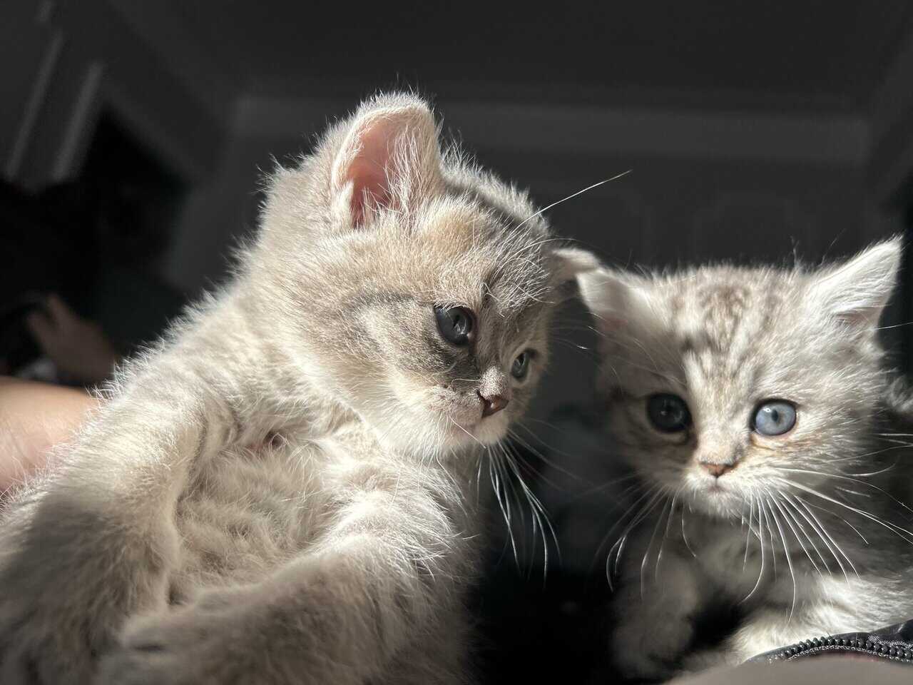 Scottish kittens image 2