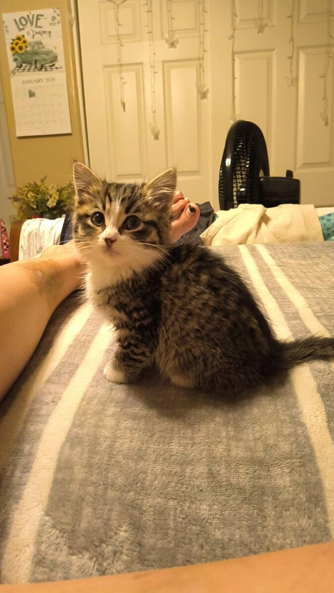 Rehoming 5-6 week old kitten image 4