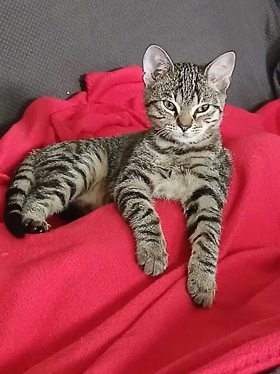 5 month old kittens image 1
