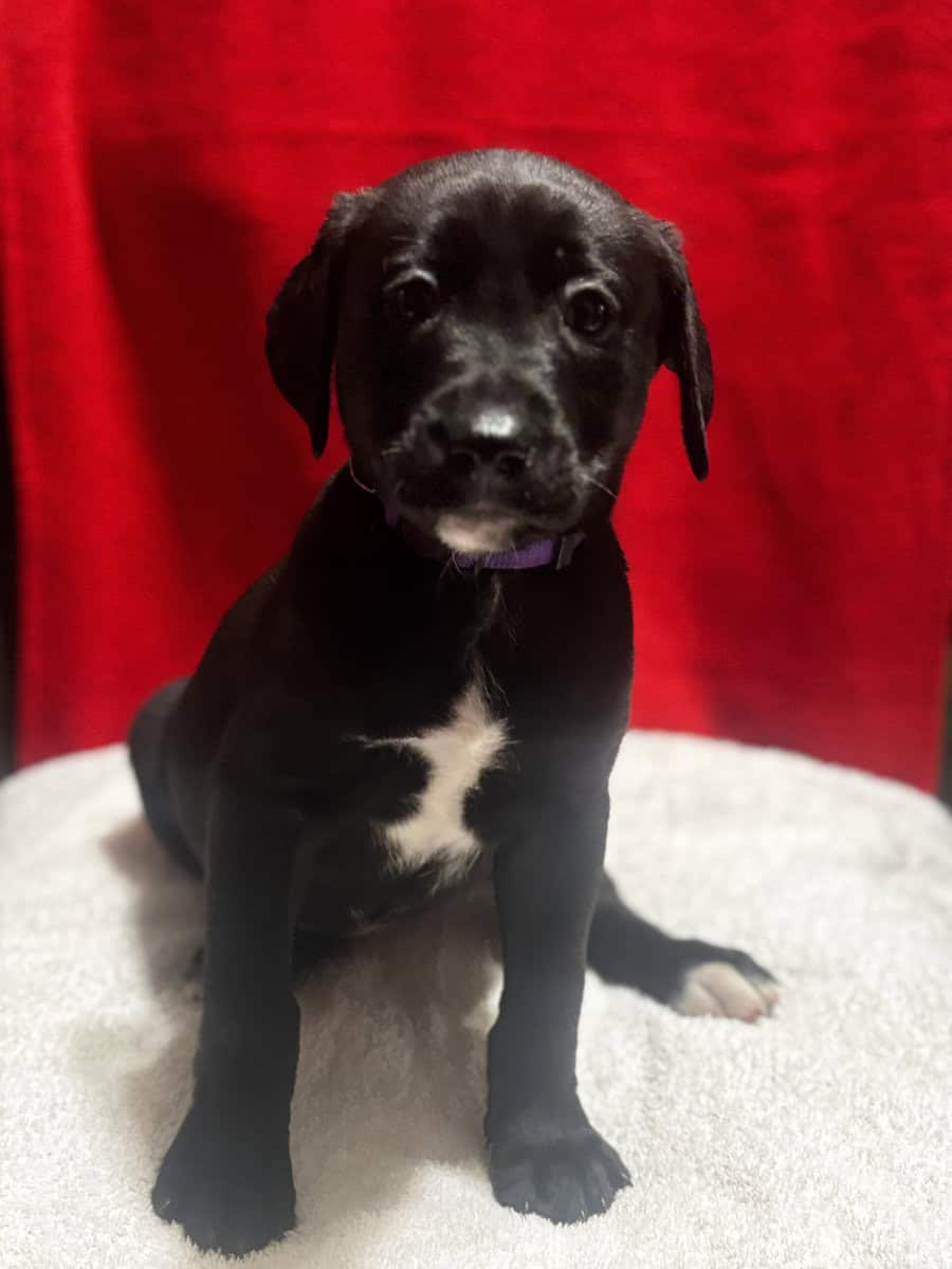 puppies looking for homes image 1
