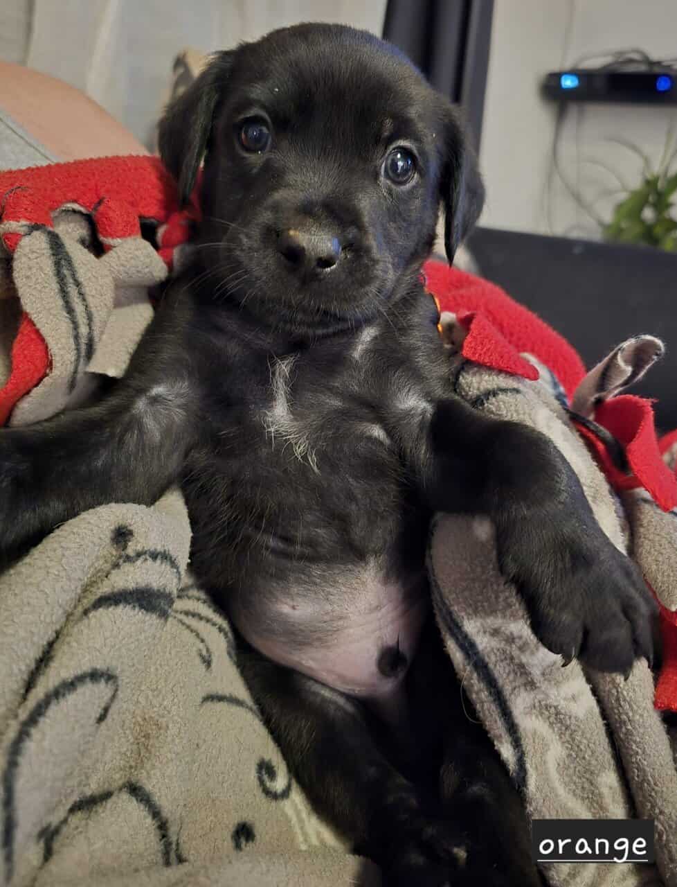 Borderweiler puppies available 11/21 image 2