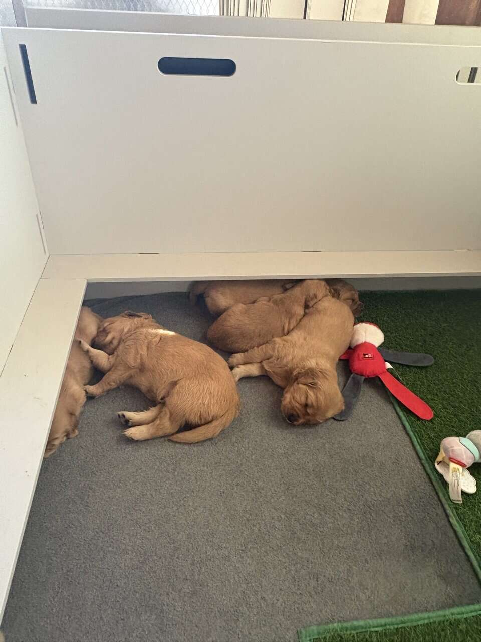 GOLDEN RETRIEVER image 2