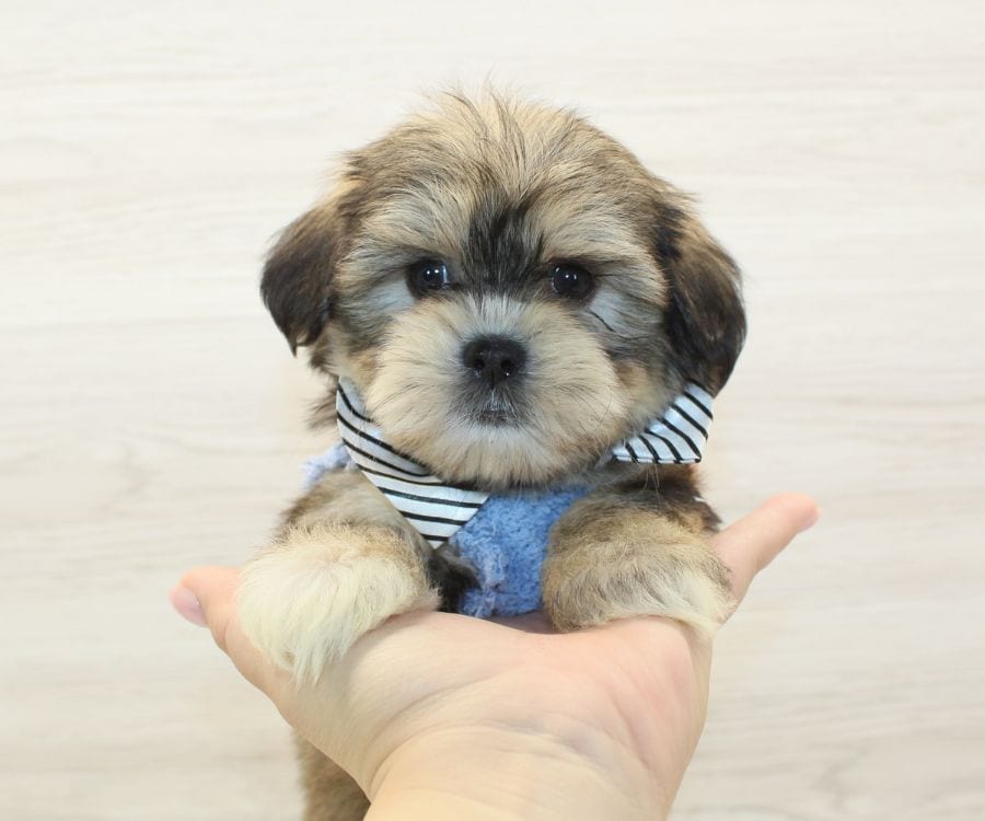 Shorkie Puppies For Sale image 2