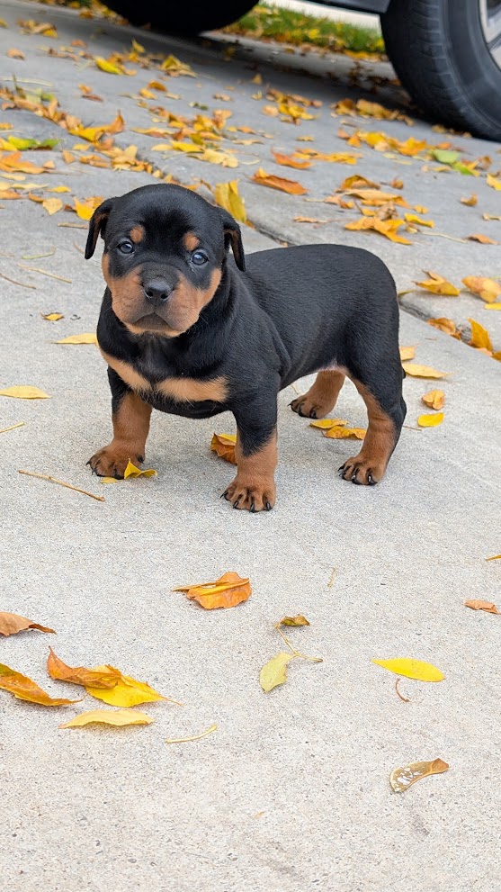 Rottweiler/English Bulldog Mix Puppies Ready Nov14 image 3