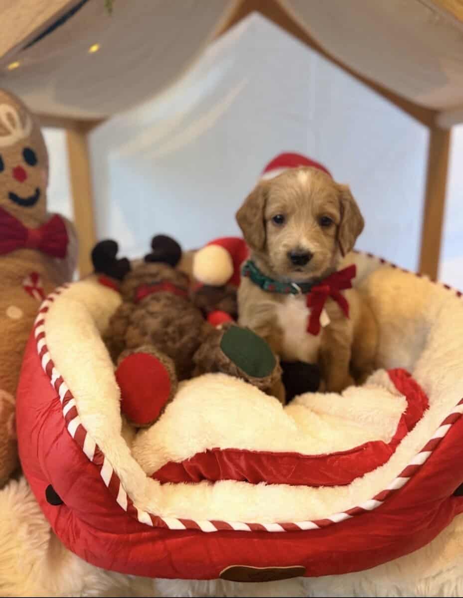 mini golden doodle puppies for sale image 6