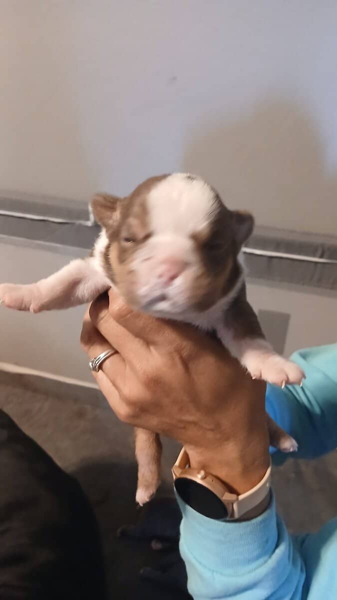 Christmas Puppies image 5