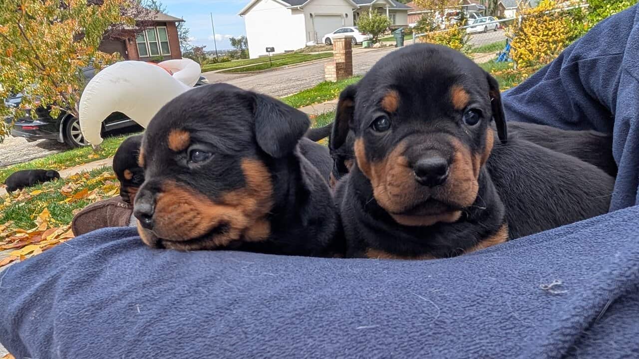 Rottweiler/English Bulldog Mix Puppies Ready Nov14 image 1